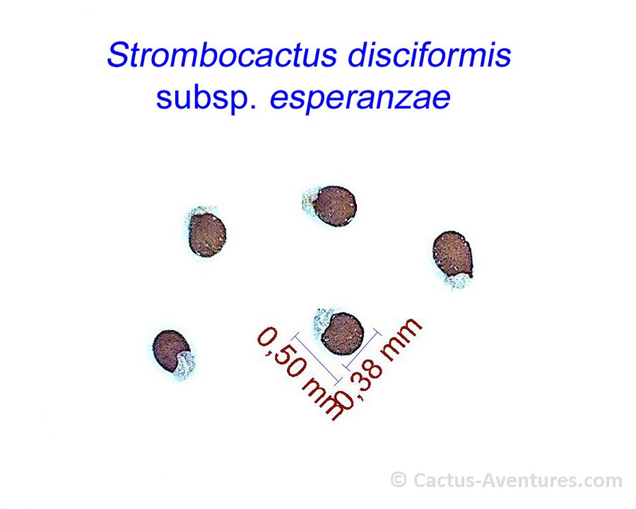 Strombocactus disciformis ssp. esperanzae